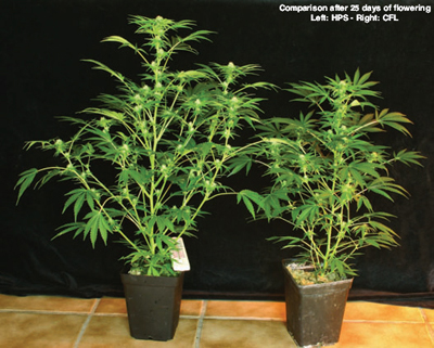 Srovnn rostlin pi 25-ti dnech kvtu: vlevo HPS, vpravo CFL