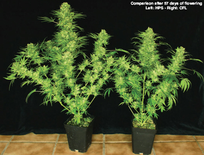 Srovnn rostlin pi 57-mi dnech kvtu: vlevo HPS, vpravo CFL