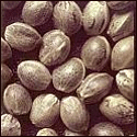 Semena u Amsterdam Seeds