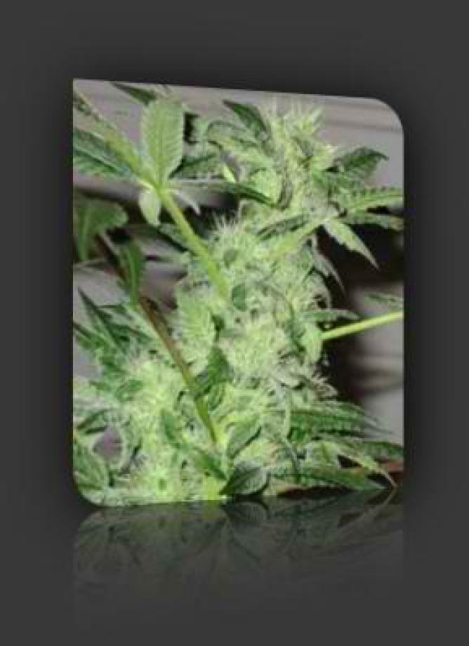 Northern Light x Shiva