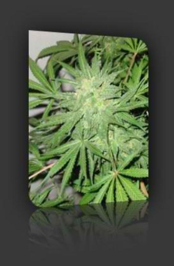 Northern Light x Big Bud
