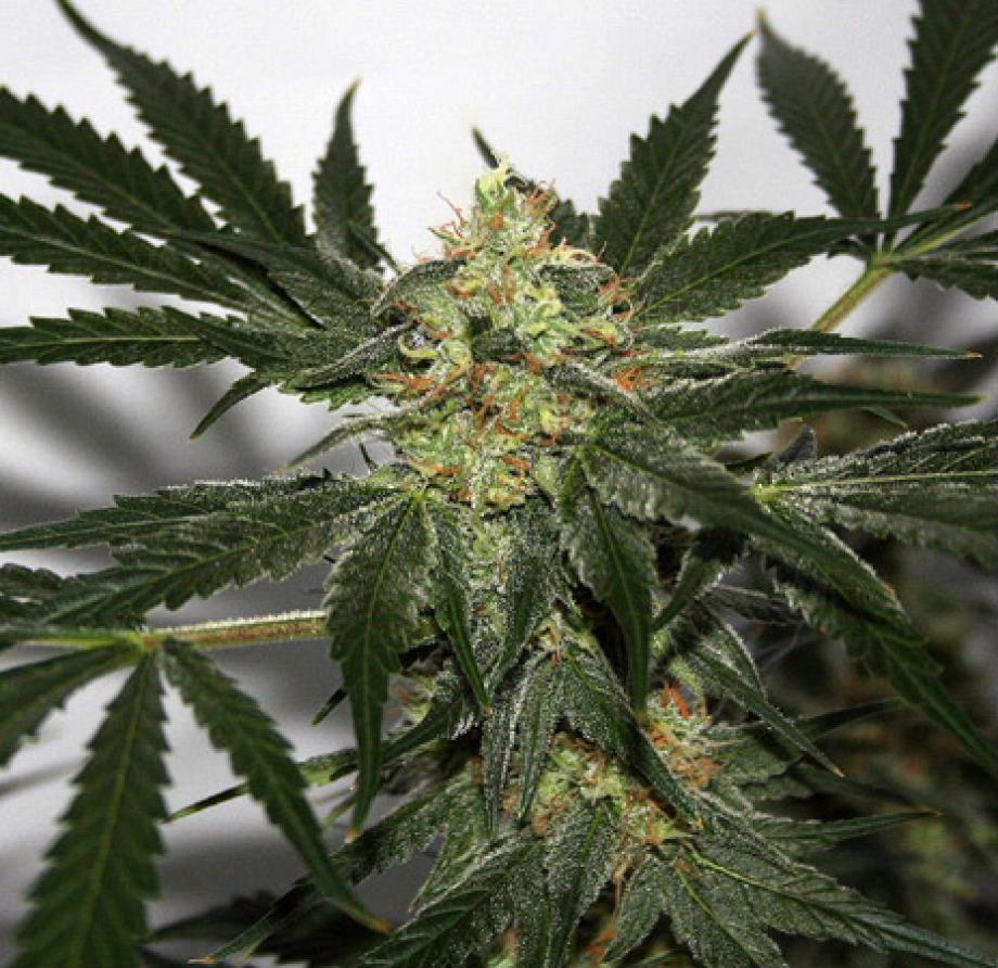 Early Skunk Haze