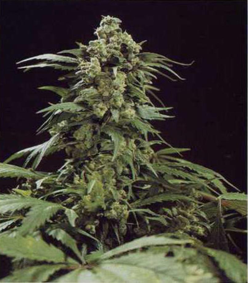 G13Skunk