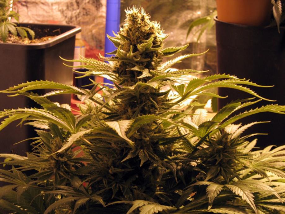 G13Widow