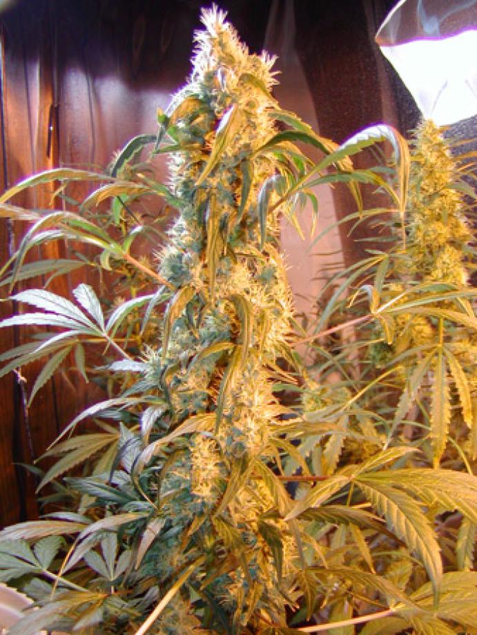 Mango Widow