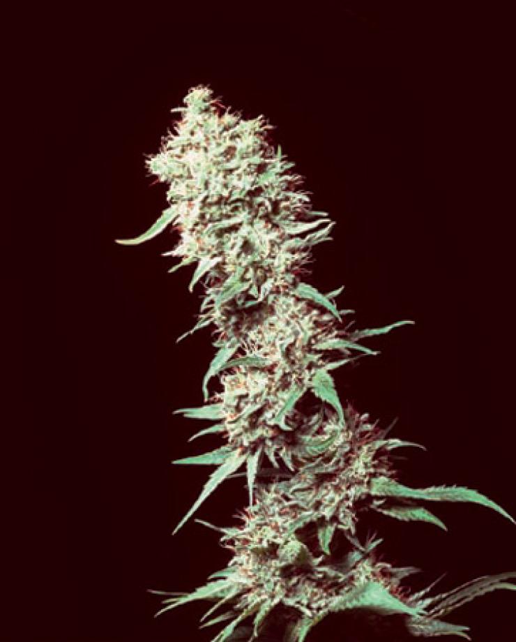 Medicine man