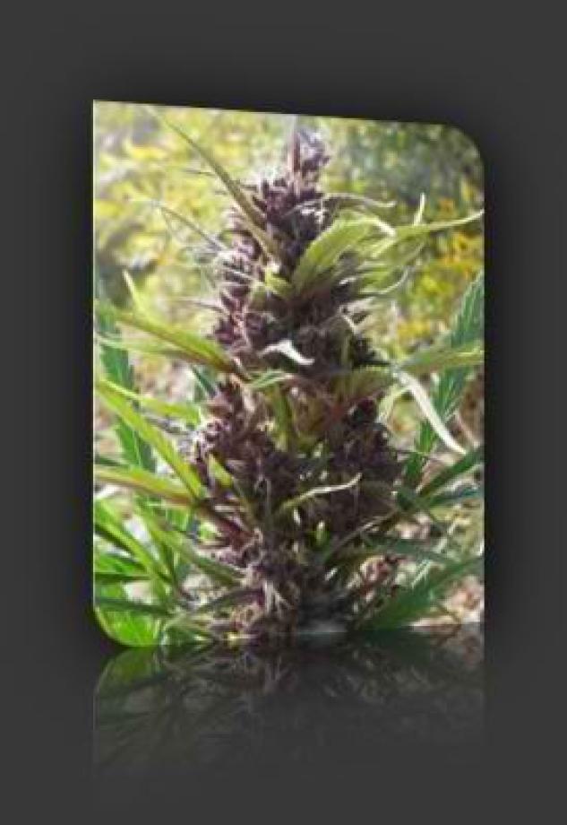 New Purple Power