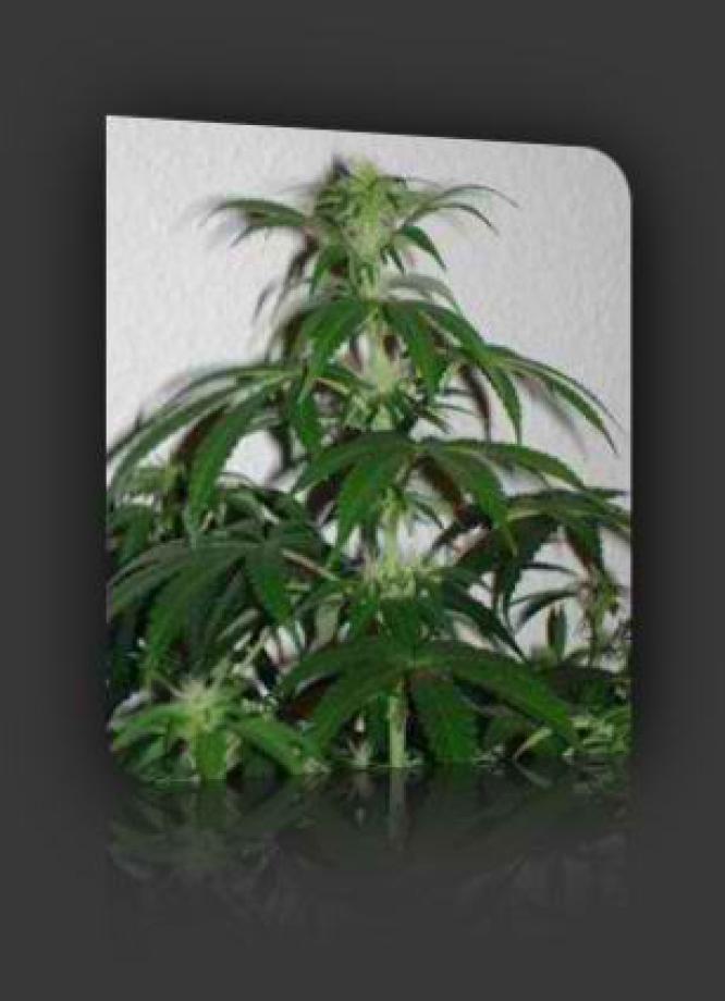 Hindu Kush (Nirvana)