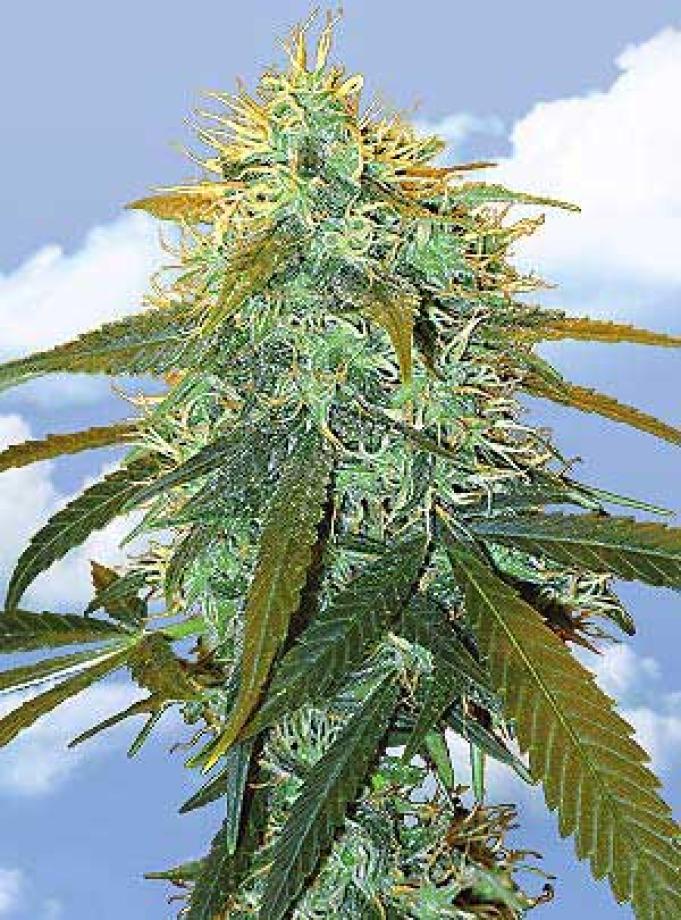 Skunk No.1