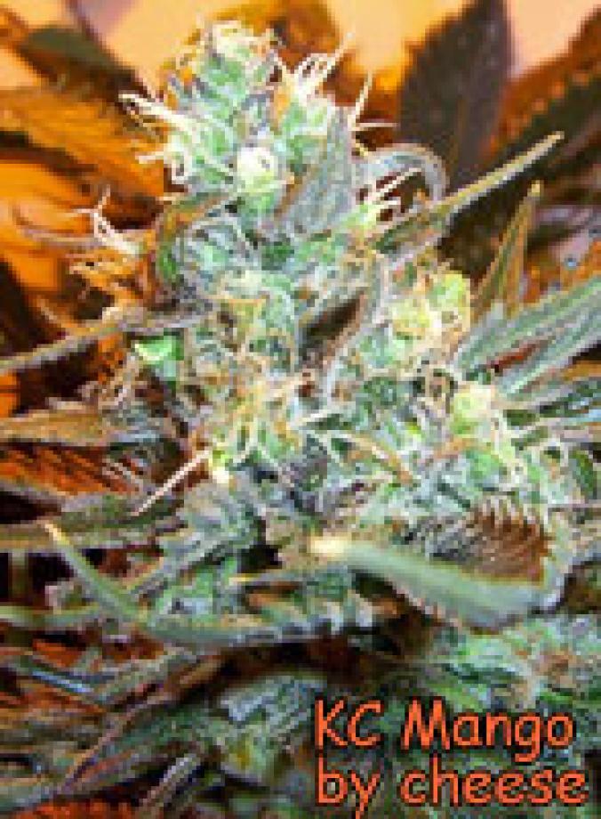 BC Mango