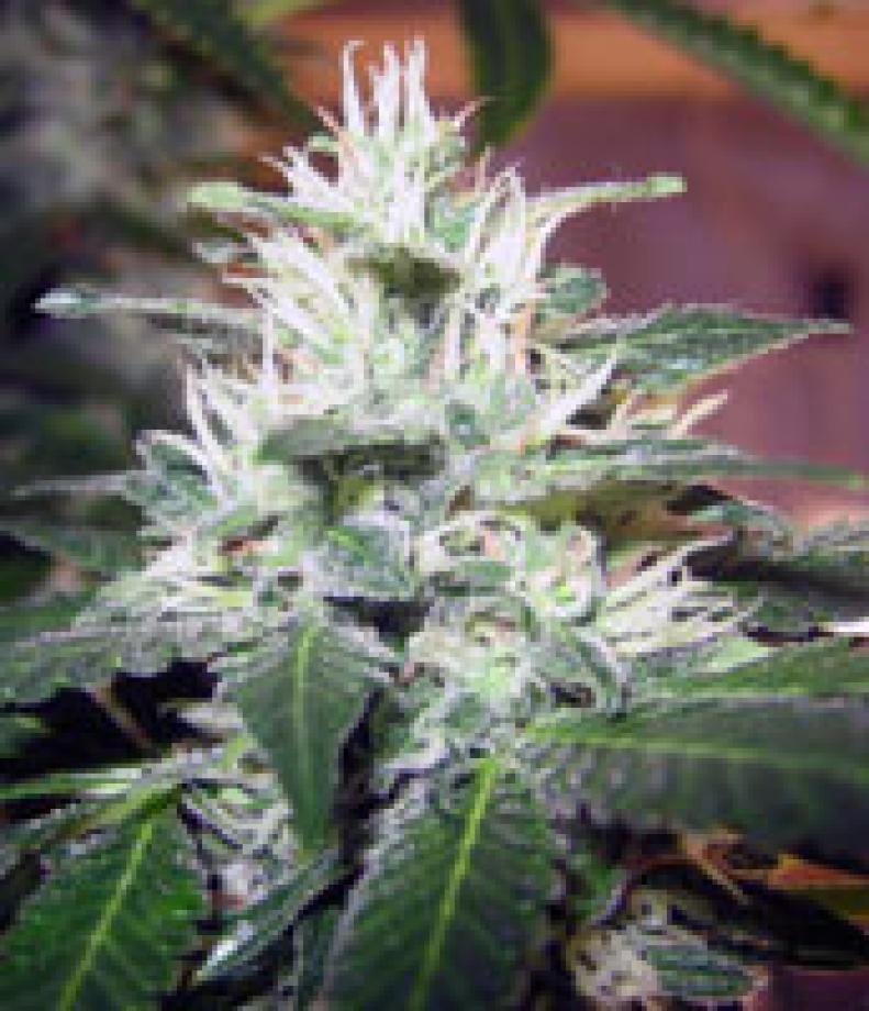 Blue Buddha