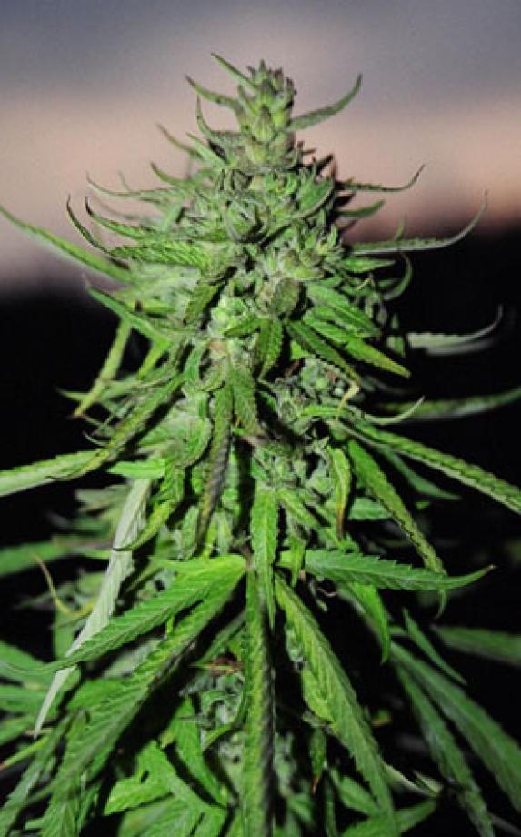 Sweet Island Skunk