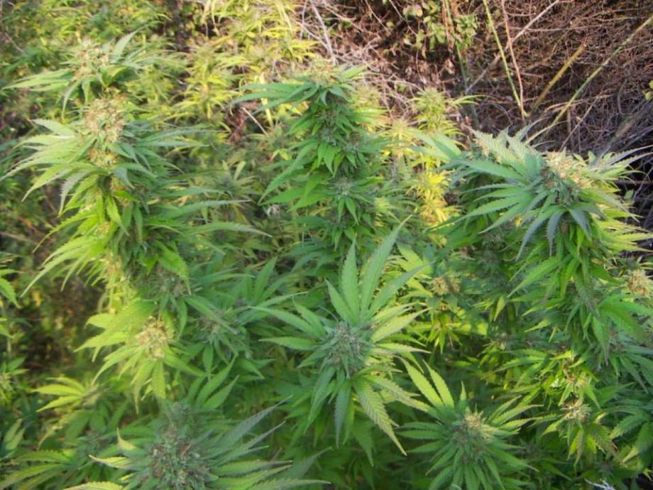 Durban  poison