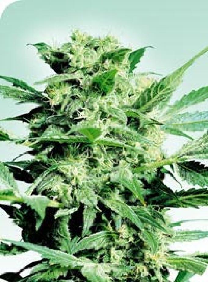 Shiva Skunk
