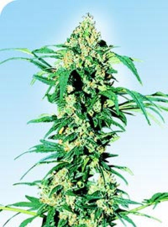 Early Girl (Sensi Seeds)