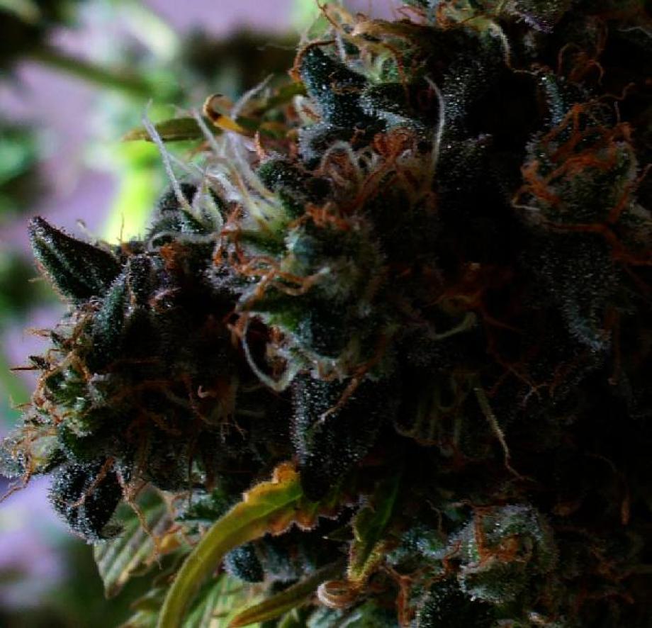 zefo skunk