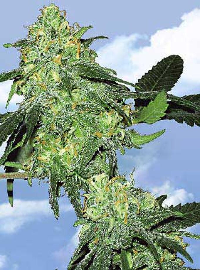Skunk Classic