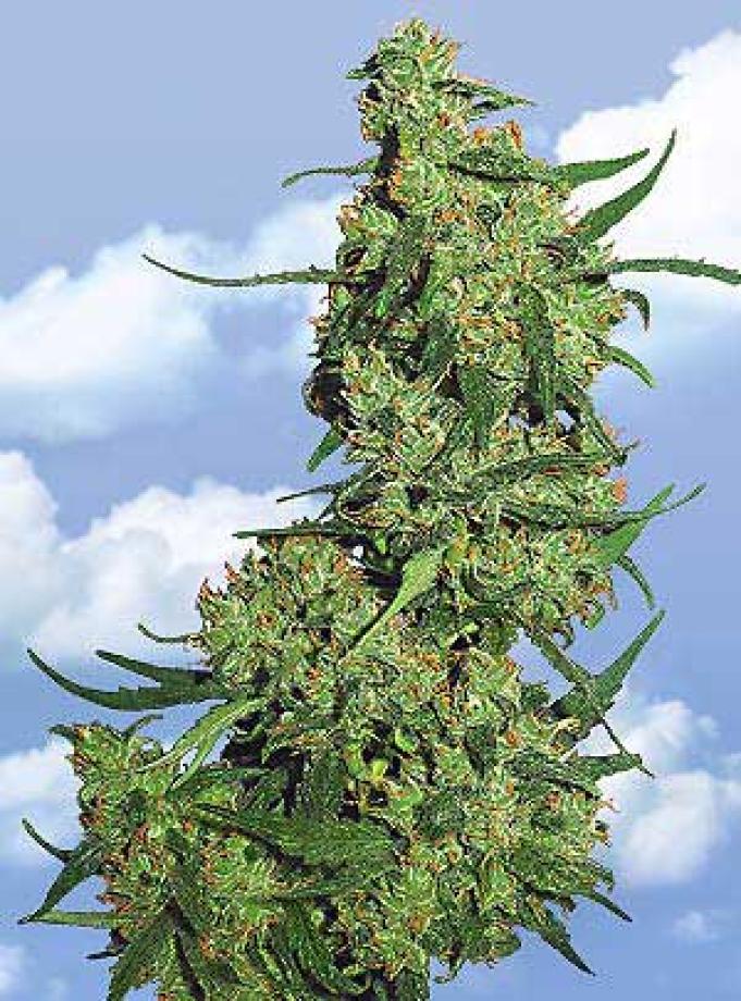 Nepal Kush
