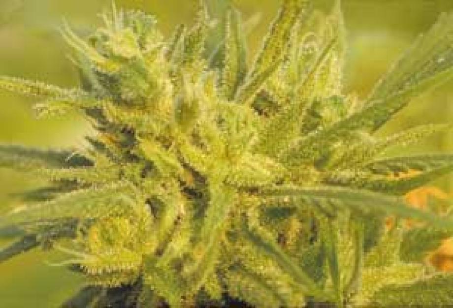 The Original Haze