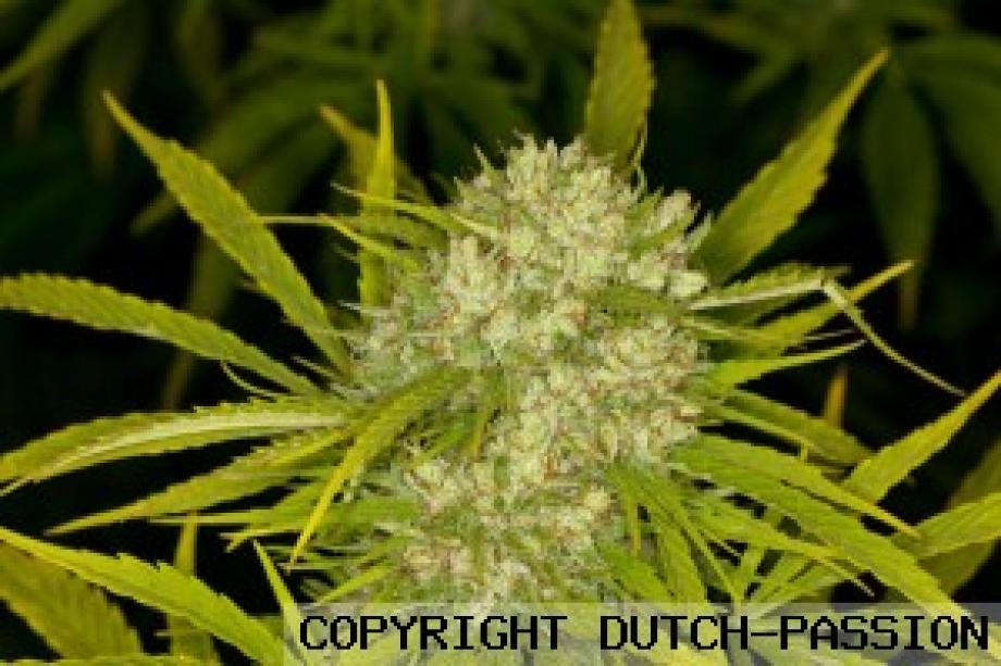 Ultra Skunk