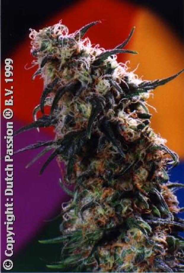 Super Haze