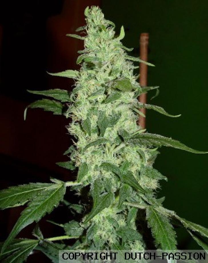 Skywalker
