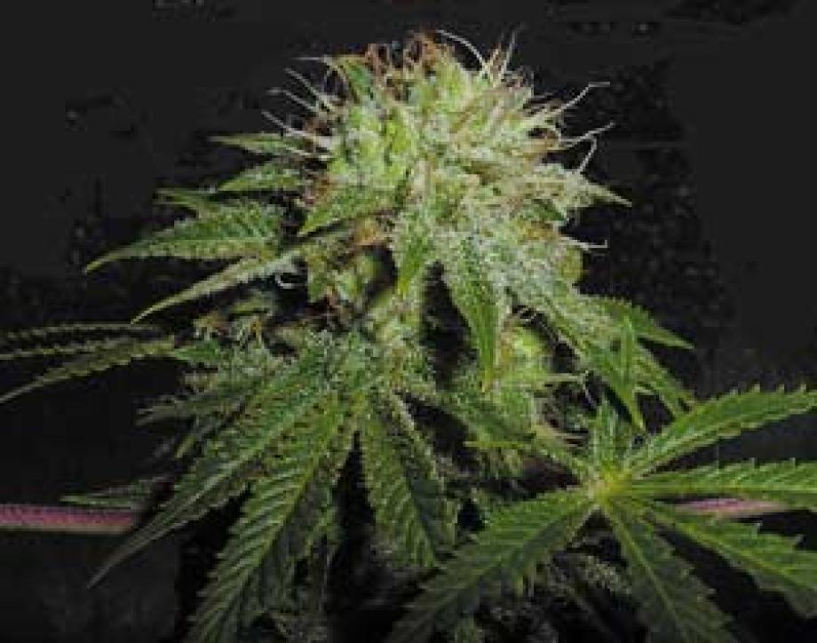 Stinky Pinky