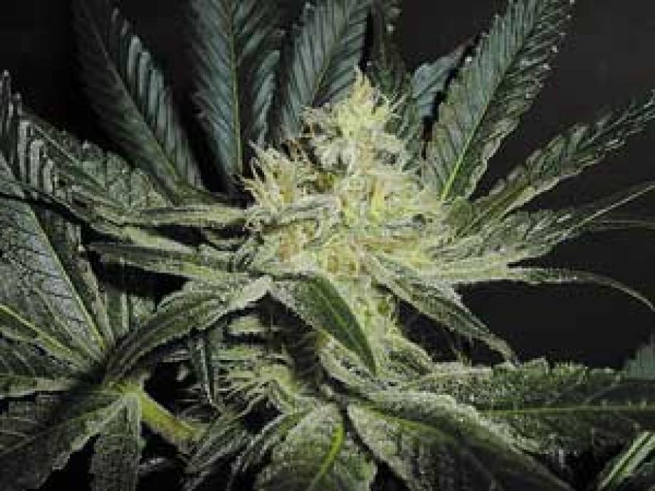 Mendocino Madness