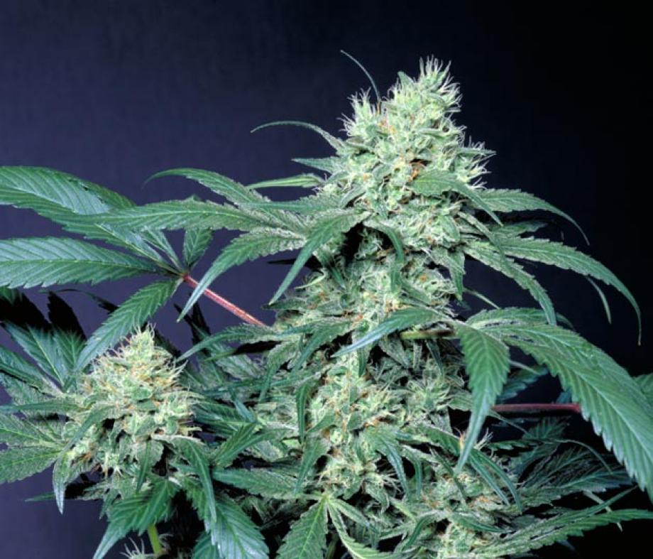 Amsterdam Flame