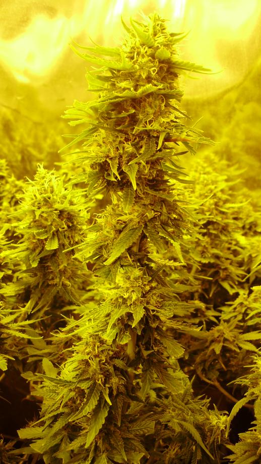 B-Bud