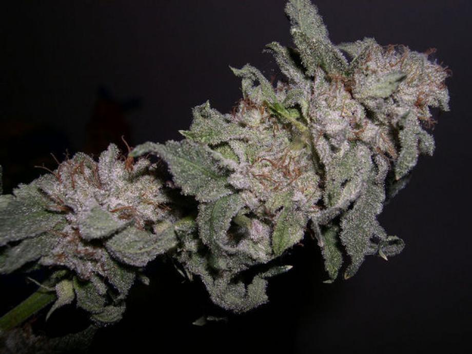 Sour Bubble BX3