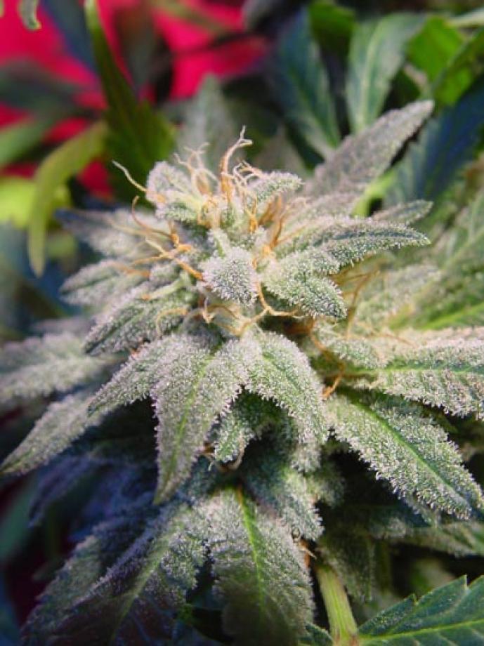 Magic Bud