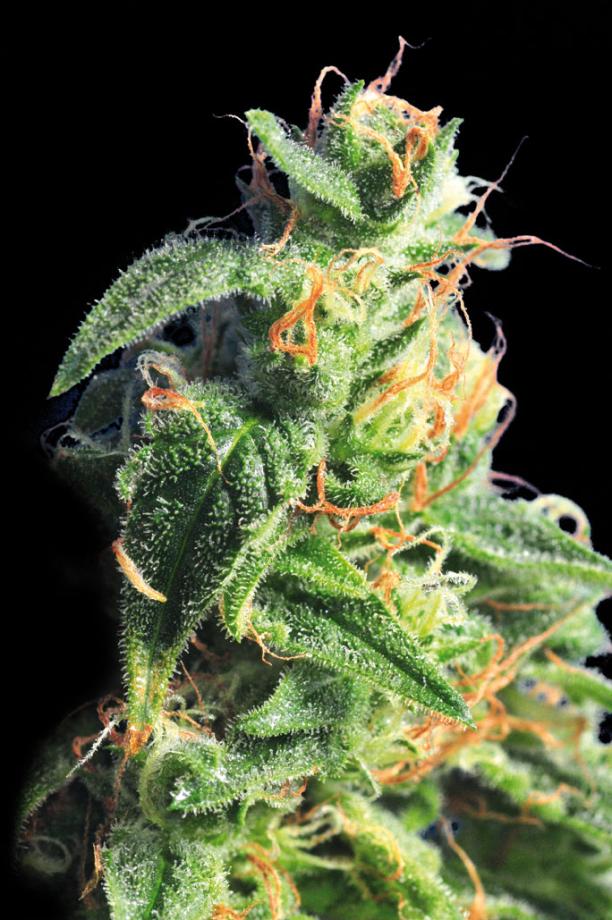 BCN Diesel