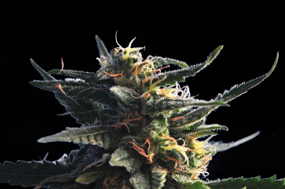 Citrus