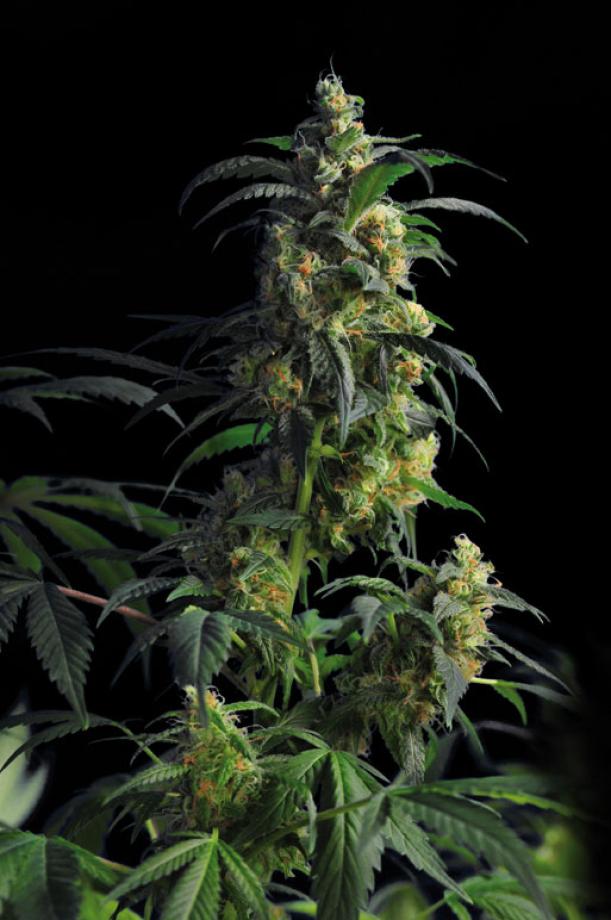 Domina Haze