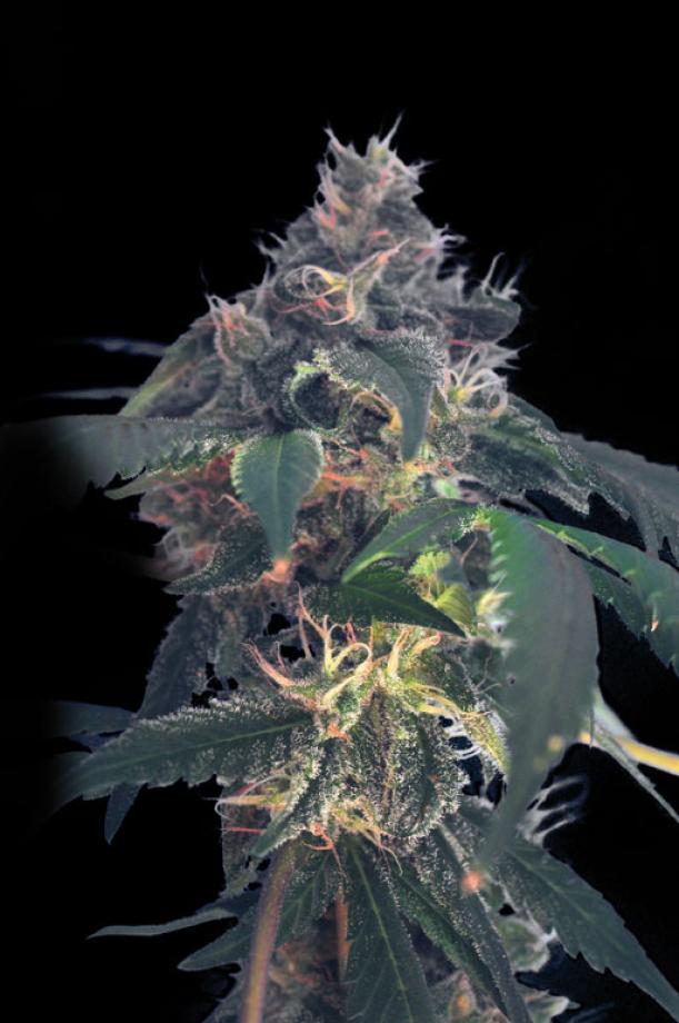 White Domina