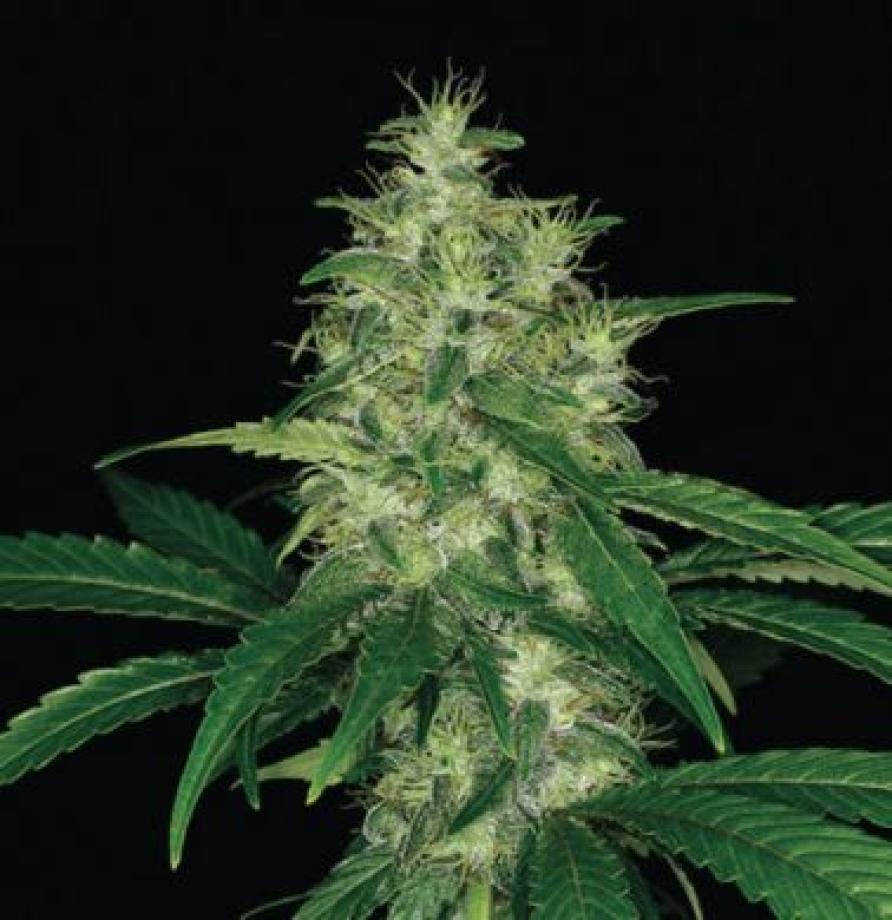 Amnesia