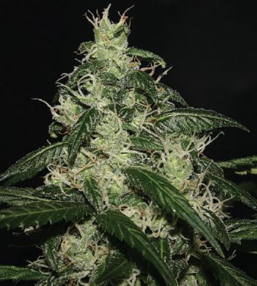 L.A. Cheese