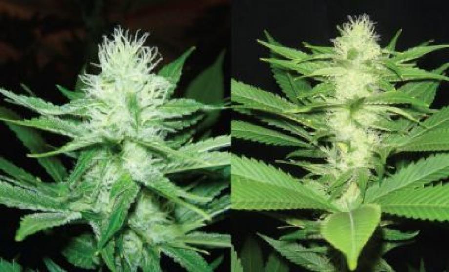Train Wreck