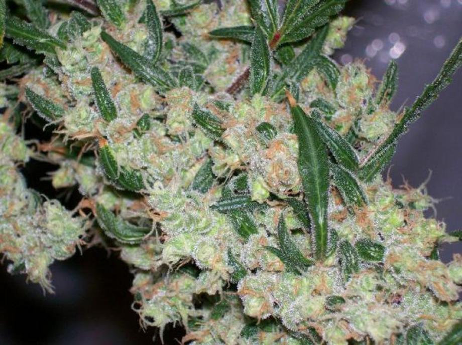 ASH (Afg Skunk x Afg Haze)