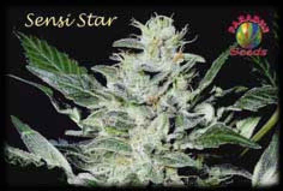 Sensi Star